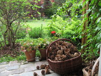 Img_0311_thumb