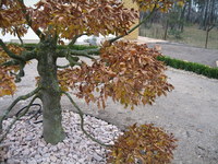 Img_0741_thumb