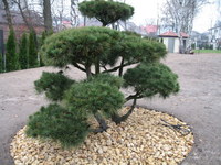 Img_0781_thumb