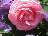 Img_5664_thumb