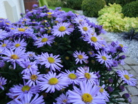Dsc04773_thumb